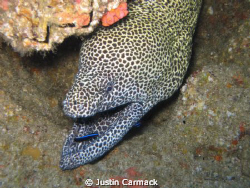 A morray eel off of Tofo, MZ, with a cleaner fish in it's... by Justin Carmack 